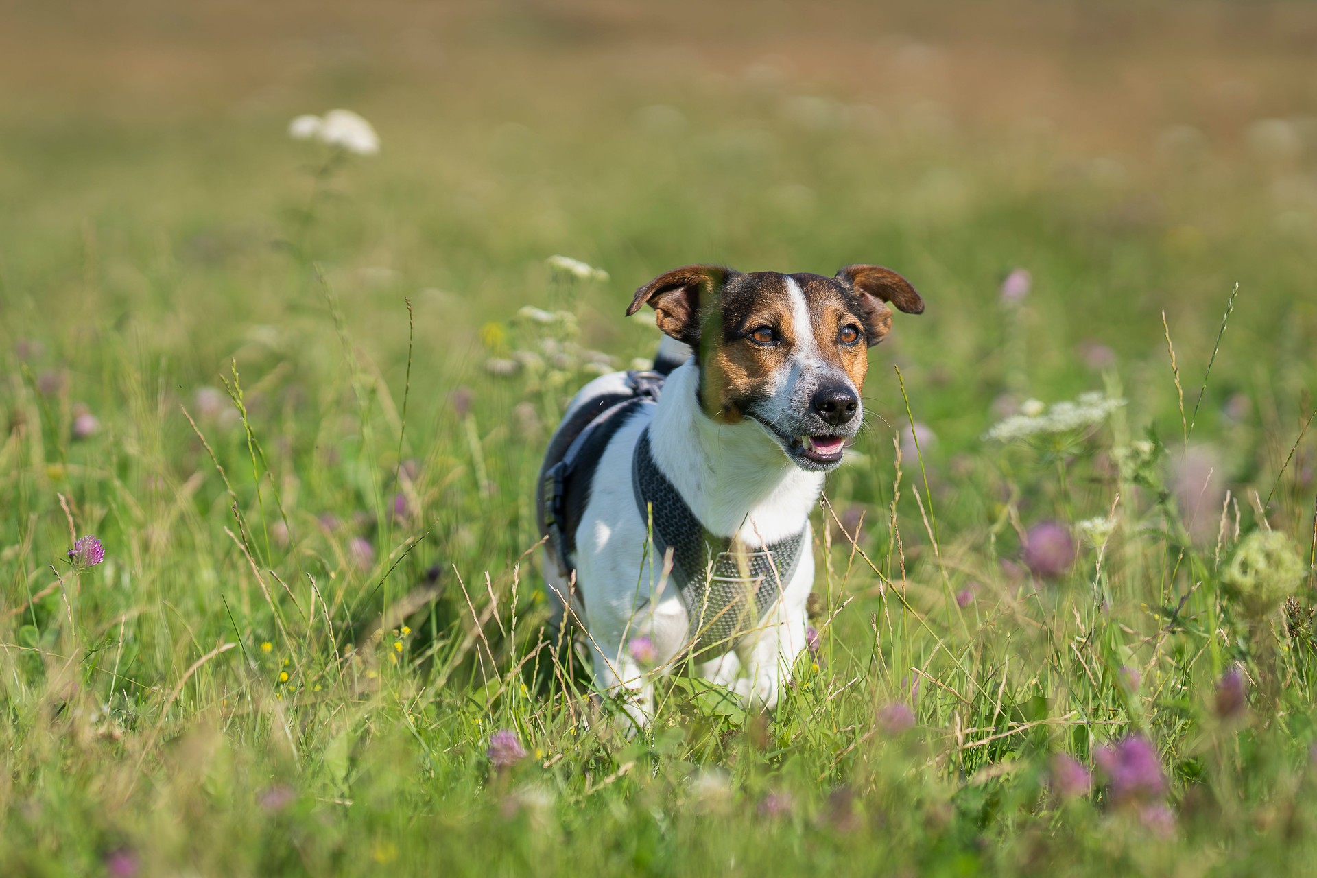 Purebred smooth coated Jack Russell Terrier on the meadow.